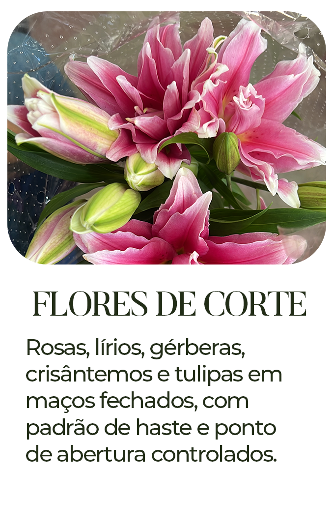 1 copiar